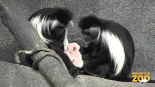 Cute Angolan Colobus Baby [upl. by Duck]