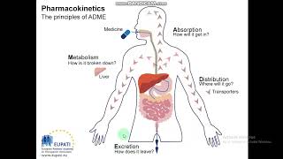 PharmacokineticsADMETRoutes of Drug Administration Physicochemical properties Medicinal Chem5 [upl. by Londoner547]