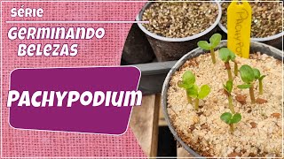 SEMANA DA GERMINAÇÃO PACHYPODIUM  ROSA DO DESERTO COM ESPINHOS [upl. by Nnaynaffit]