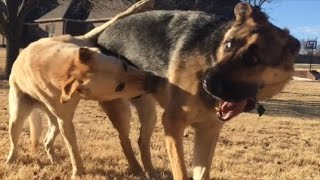 German Shepherd RUSHES Yellow Lab [upl. by Ardied]