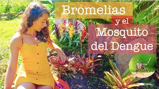 Bromelias y el Mosquito del Dengue [upl. by Yruy274]