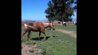 Mares in heat how it changes Horses amp Herd Behavior  Rick Gore Horsemanship [upl. by Cantone103]