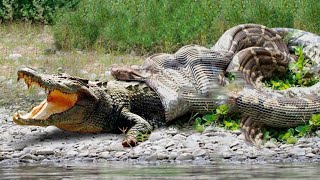 COCODRILO VS ANACONDA  Serpiente gigante se come a cocodrilo IMPACTANTE [upl. by Kalmick]