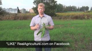 Wheat School Fall Weed Control in Winter Wheat  Mike Cowbrough OMAFRA [upl. by Pattie]