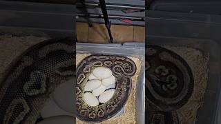 Last Clutch of the year ballpython reptiles snake egg animals pets scary wow subscribe [upl. by Yblehs35]