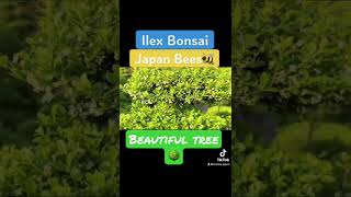 Ilex crenata bonsai with Japan bees Beautiful style trees [upl. by Fridlund61]