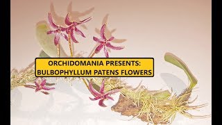 Orchidomania Presents Bulbophyllum Patens Flowers [upl. by Lennad]