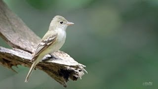 Acadian Flycatcher [upl. by Eldridge775]