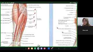 Musculus Regio Antebrachium Inervasi Anatomi dan Kinesiologi [upl. by Ezechiel55]