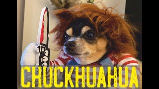 Chihuahua disfrazado de Chucky El mejor disfraz de humor para perros Chuckhuahua  Vídeo gracioso [upl. by Schellens]