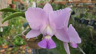 Cattleya walkeriana coerulea Tobias Angel × coerulea Safira [upl. by Julius293]