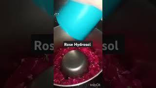 Rose Hydrosol diy homesteading herbalmedicine roses [upl. by Pierro]