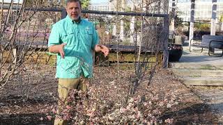 Flowering quince Chaenomeles japonica  Plant Identification [upl. by Aneba867]