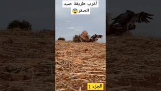 اروع واجمل طريقة لصيد الصقور البطل فنان في الصيد اكسبلور moroccoculture [upl. by Aicilaf148]