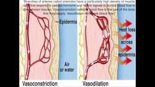 Vasoconstriction and Vasodilations Roles in Homeostasis [upl. by Brad]