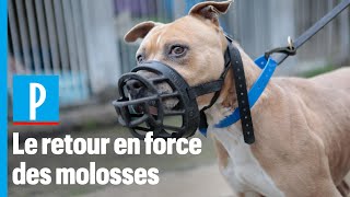 Chiens  le retour en force des molosses [upl. by Johnette]