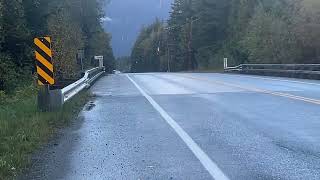 A weird brown salamander laying dead in the road what a strange creature I’ve never seen one like it [upl. by Wolsky]