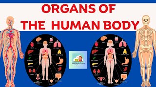 Parts amp Organs of Human Body for Kids  Human Anatomy amp Functions  Organ System Middle Schooler [upl. by Haskel857]