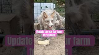 Full update on our fur farm fox video animalrescuer saveafox foxrescue [upl. by Llerud491]