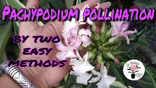 How to Hand Pollinate Pachypodium Flower by Two Methods ꟾ Pachypodium Pollination ꟾ Hand Pollination [upl. by Jar409]