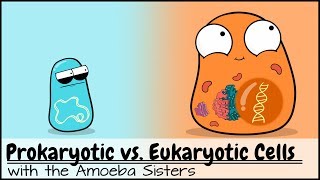 Prokaryotic vs Eukaryotic Cells Updated [upl. by Akisej]