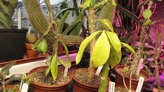 Leafy Cacti Series Part One  PERESKIA Info amp Care Tips [upl. by Bernetta]