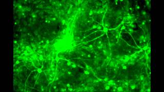 Neuronal Firing  Calcium Oscillation in Neural Stem Cells and Neurons [upl. by Haissem]