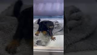 Adorable Creature  The Cutest Monkey Marmoset monkey [upl. by Ainegue954]