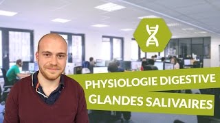 Physiologie digestive description des glandes salivaires  Physiologie [upl. by Traver]