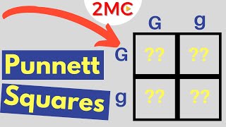 Punnett Square Basics  Mendelian Genetic Crosses [upl. by Aiker]