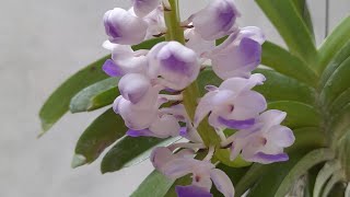 Anggrek Biru  Premium Harum  Rhynchostylis coelestis fragrantorchids [upl. by Aramois]