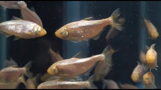 Overeating and starving both damage the liver Cavefish provide new insight into fatty liver disease [upl. by Anemolif974]