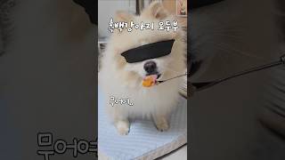 흑백요리사 츄르만5년째 츄르감별사 doglover pomeranian 흑백요리사 funny [upl. by Geanine]