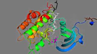 The insulin receptor tyrosine kinase in action [upl. by Redienhcs748]