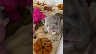 Watch This Tiny Pitbull Puppy Steal Hearts in Seconds puppy dogbreed doggos shorts [upl. by Kalli]