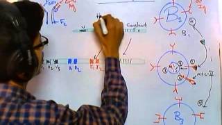 Antibody class switching [upl. by Senzer655]