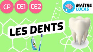 Les dents CP  CE1  CE2  Cycle 2  Sciences  Questionner le monde [upl. by Ettena]