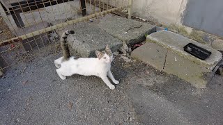 Friendly Cats Happy To See Me [upl. by Son540]