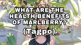 WHAT ARE THE HEALTH BENEFITS OF MARLBERRY TAGPO [upl. by Attennaej]