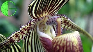 Paph rothschildianum • Orchid collection update 23 March 2019 [upl. by Whitver90]