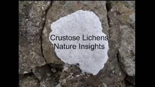 Crustose Lichens  Nature Insights [upl. by Hahnert789]