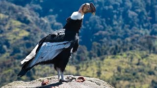 EL CONDOR DE LOS ANDES  Parque Puracé Sur de Colombia [upl. by Leonie]