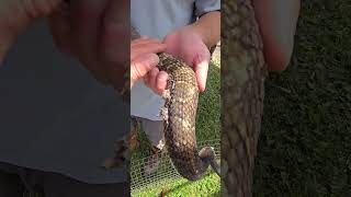 2024 rattlesnake roundup got to pet a yellow phase rattlesnake [upl. by Ettenotna]