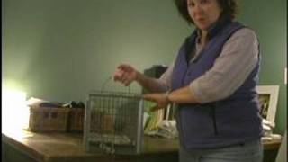 Understanding Feral Cats  Set a Feral Cat Trap [upl. by Artsa557]