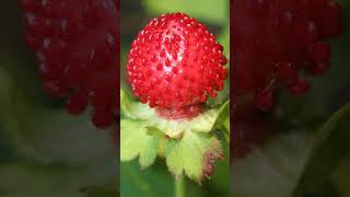 Indian Strawberry Potentilla indica in Rose Family Rosaceae  Observed in Description [upl. by Corvin878]