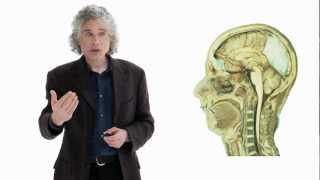 Steven Pinker Linguistics as a Window to Understanding the Brain  Big Think [upl. by Royden]