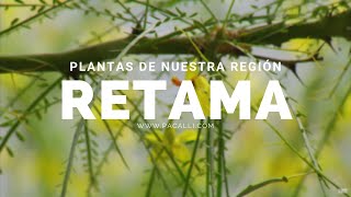 Plantas de nuestra región  La Retama [upl. by Llehsyt]