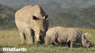 WildEarth  Sunrise Safari  6 April 2024 [upl. by Adnowal476]