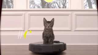 Cats vs Robot Vacuum CatsWin [upl. by Kipton455]