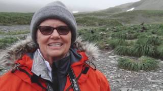 Rare Blond Fur Seal Spotted in SubAntarctic [upl. by Teriann349]